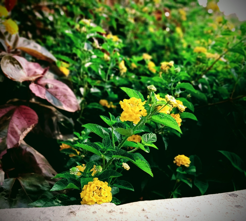 Invasive flower, Flower,nature, invasive, saturation, sunlight, beautiful, mobile photography