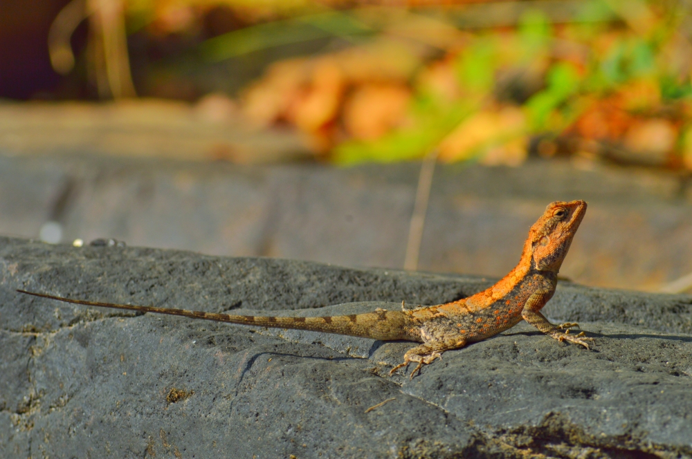 rock agama male lizard , #Nature #background #wallpaper #hdclicks #fullHD#wildlife #rockagama  #chameleon 