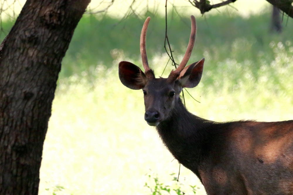 Portrait of a Male Sambar Deer, into the wild, wildlife, wildlife photography, nature beauty, canon photography
