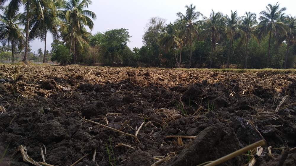 Farm land, Farm, land, Kerala, palakkad, village, soil, coconut tree, Nature, 