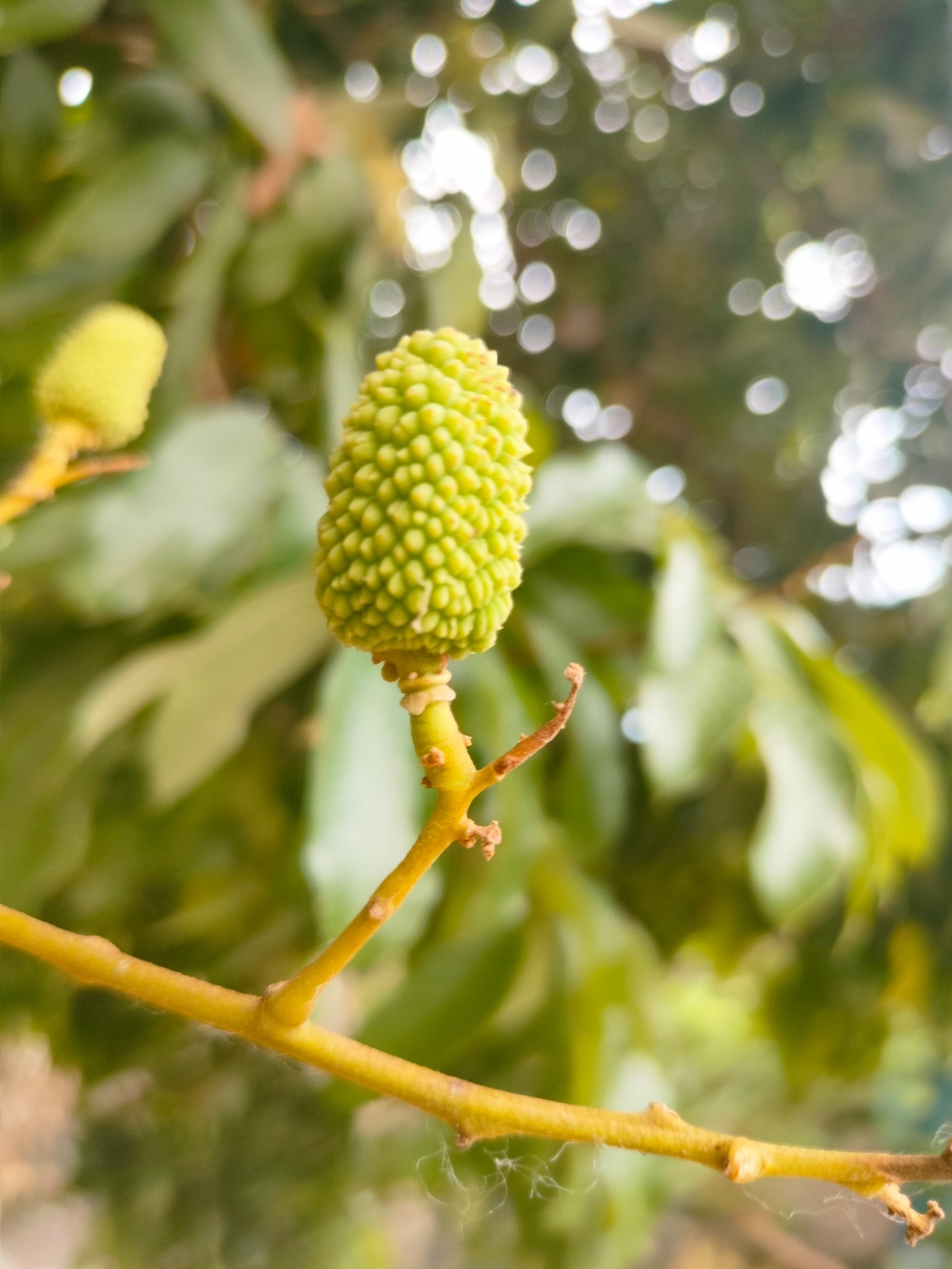 Litchi or Lychees Bud, Litchi, Lychees, Fruit, Famous of Muzaffarpur, Bihar, Lucknow, Muzaffarpur, nargis, Nargis Hayat, Nature, #nature #photography #love #instagood #photooftheday #travel #sky #beautiful #art #naturephotography #like #landscape #sunset #photo #picoftheday #instagram #sun #beach #life #winter #sea #fun #cute #clouds #happy #naturelovers #summer #bhfyp, 