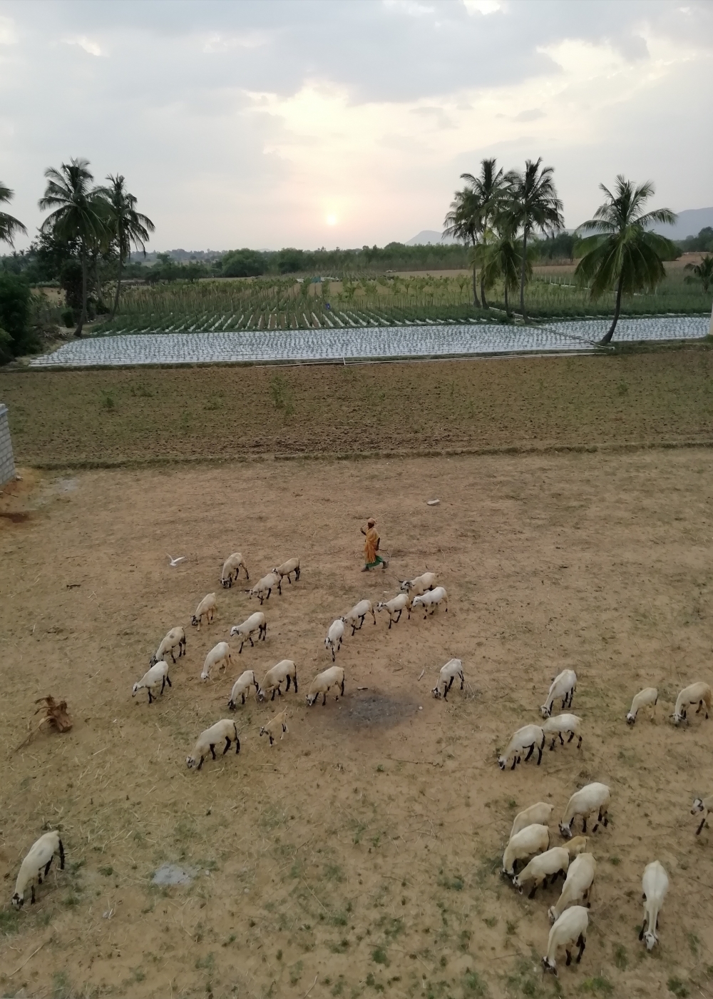 Sheep grazing on way to home. , Final grazing for the day at sunset. 