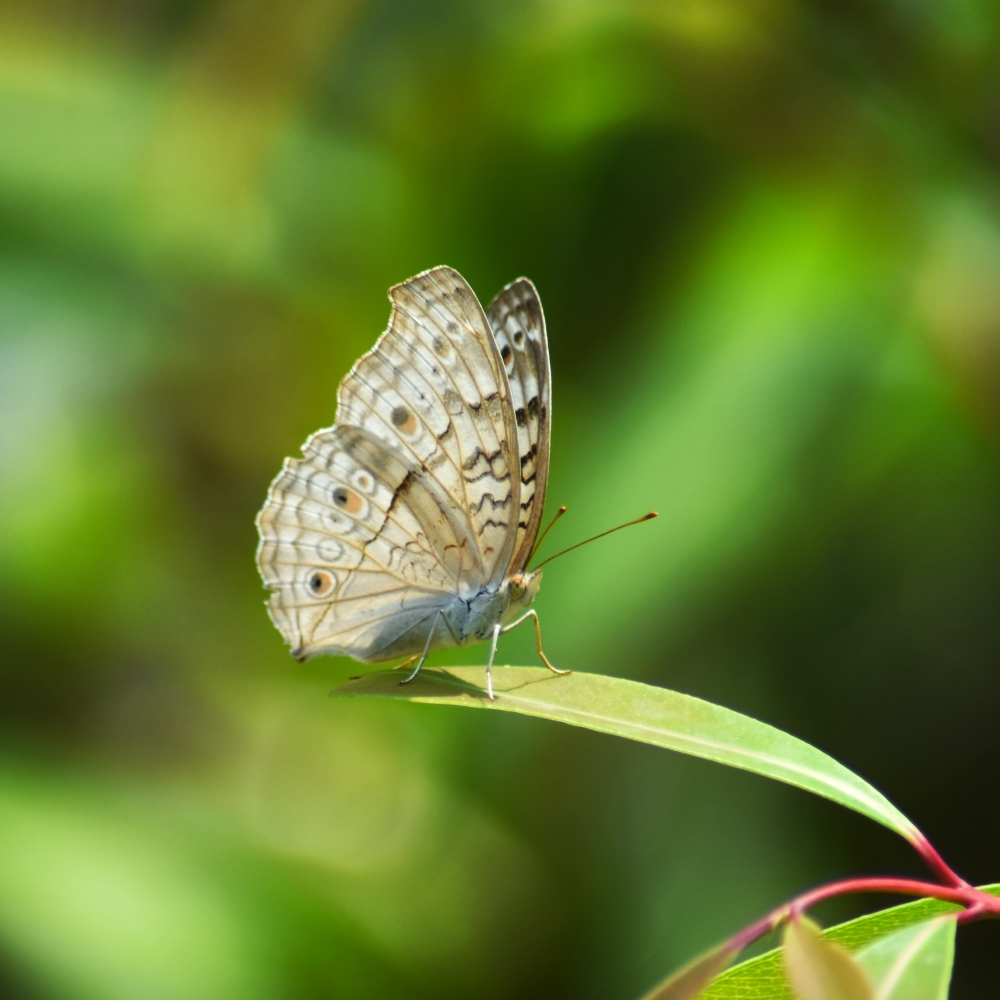 grey pansy butterfly  kangervalleynationalpark , grey pansy butterfly, kangervalleynationalpark jagdalpur, national Park, jagdalpur, HD, Wildlife, Forest, Hills, Wildlife, bastar, Chhattisgarh, nature, #nature #photography #love #instagood #photooftheday #travel #sky #beautiful #art #naturephotography #like #landscape #sunset #photo #picoftheday #instagram #sun #beach #life #winter #sea #fun #cute #clouds #happy #naturelovers #summer #bhfyp, 