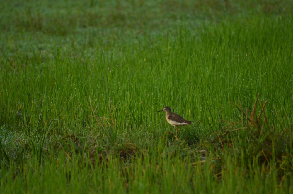 Bird and Water drops on plant, Bird, water droplets, water drops on leaf, Green Field, Green, greenery, paddy field, morning, 