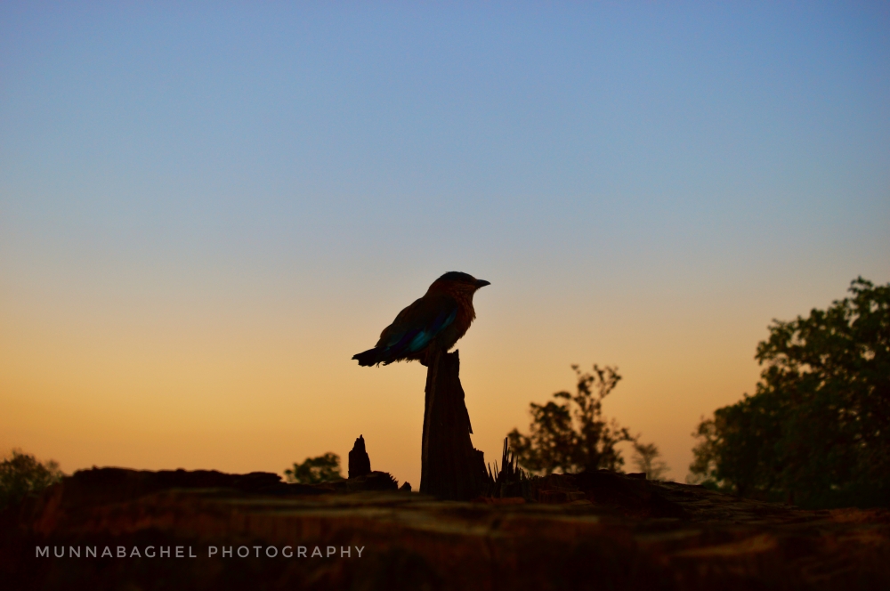 Indian roller 3, #wildlife #animal #wallpaper #hdclicks #fullHD #instagram #indianroller 