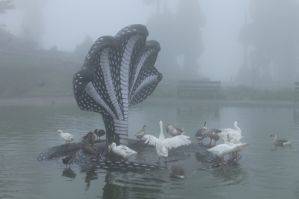 Ducks in the snakes shadow, Duck, Fog, Statue, 