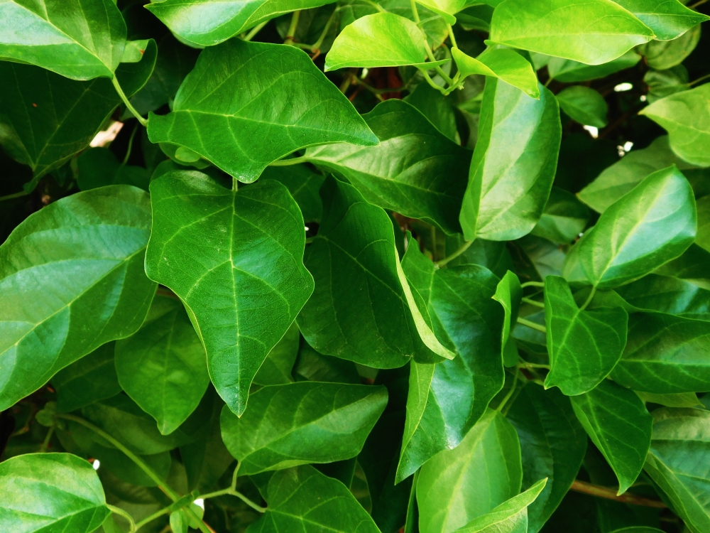 Leaves, plant, background, food, leaf, nature, herbal, ingredient, green, macro, leaves, isolated, growth, healthy, foliage, harvest, organic, herb, cooking, ingredients, agriculture, white, branch, ripe, freshness, white background, sweet, fresh, bay leaf, garden, tropical