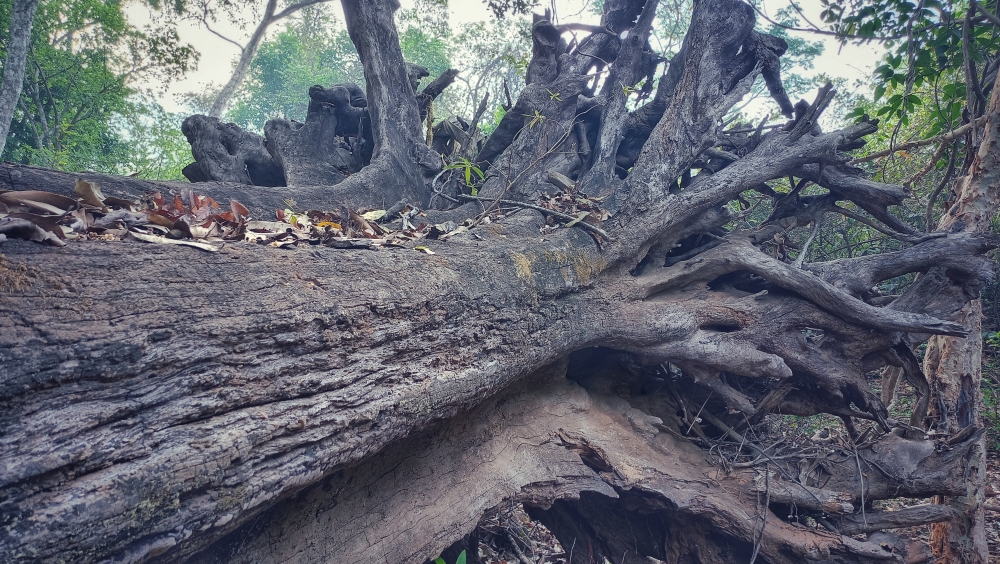 dry wood tree , #nature #photography #love #instagood #photooftheday #travel #sky #beautiful #art #naturephotography #like #landscape #sunset #photo #picoftheday #instagram #sun #beach #life #winter #sea #fun #cute #clouds #happy #naturelovers #summer #bhfyp, 