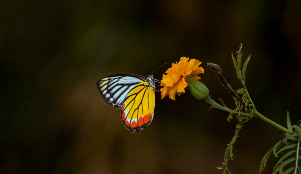Common Jezebel, Nature, natural, background, butterfly, beautiful, fauna, Photography, dslr, camera, India, Assam, Awesome Assam, Guwahati, Orange, yellow, yellow flower, narzee