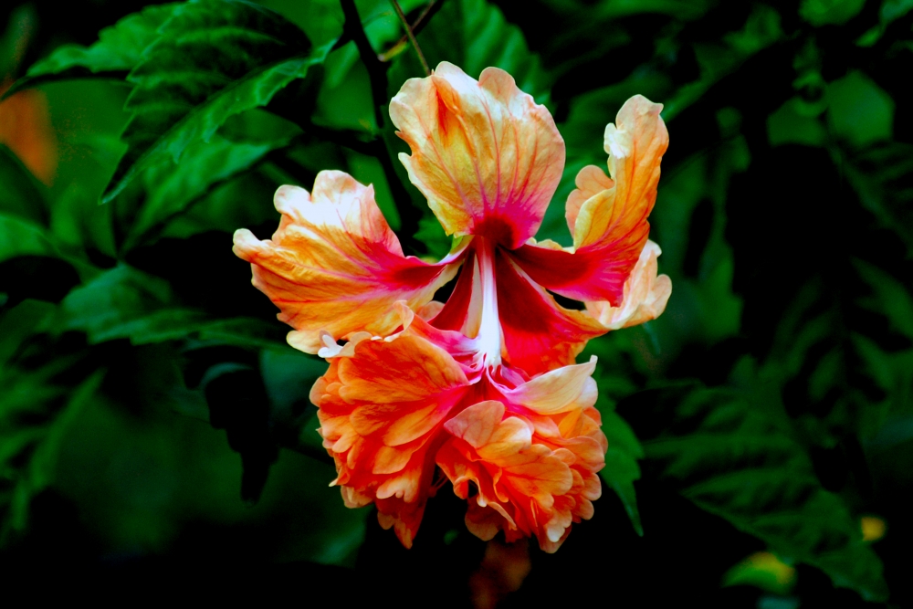 Hibiscus Flower, flower,smell,colourfol,delicate