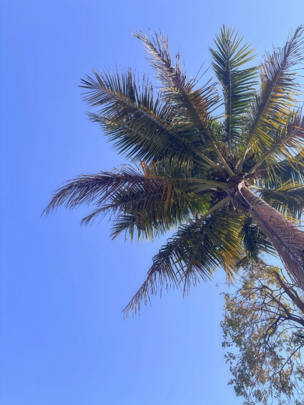 palm tree serene, PalmTreeParadise, NatureLovers, BlueSkies
