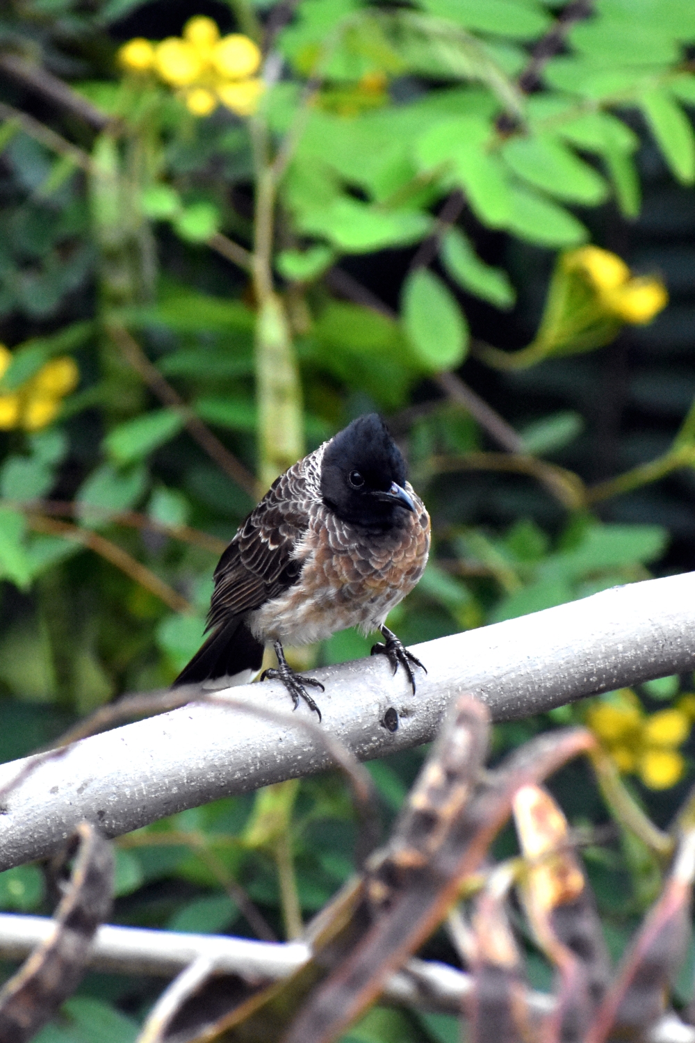 Red Vented Bulbul, red-vented bulbul, pycnonotus cafer, avian, animal, wildlife, india, tamilnadu, bulbul, bird, wildlife, animal, outdoors, wild, feather, wing, little, environment, songbird, branch, natural, forest, red, green, black bird, crown, color, wallpaper, green wallpaper, red bulbul, beautiful bulbul, indian bulbul, bulbul beauty, bulbul bird