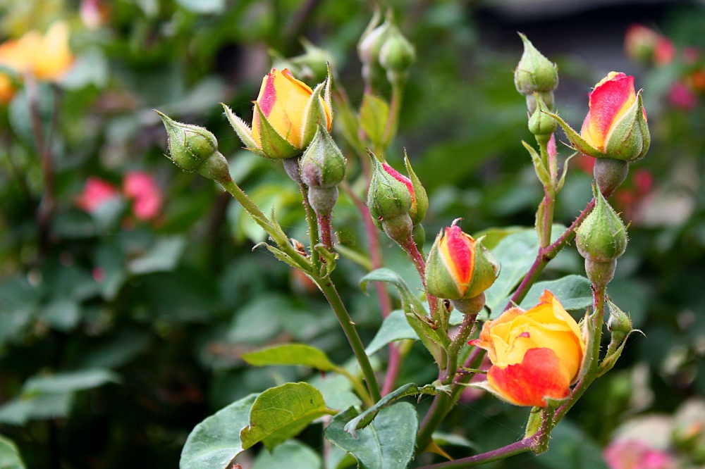 buds and flowers, Beautiful, colorful, flowers, homegrown, outdoor, red, yellow, green, sky, wall, mountains,