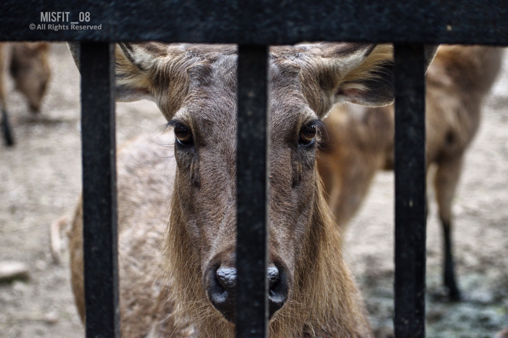 CAGED, #animals#ameteur photography#mother, #Nature #nikon, #wildlife, 
