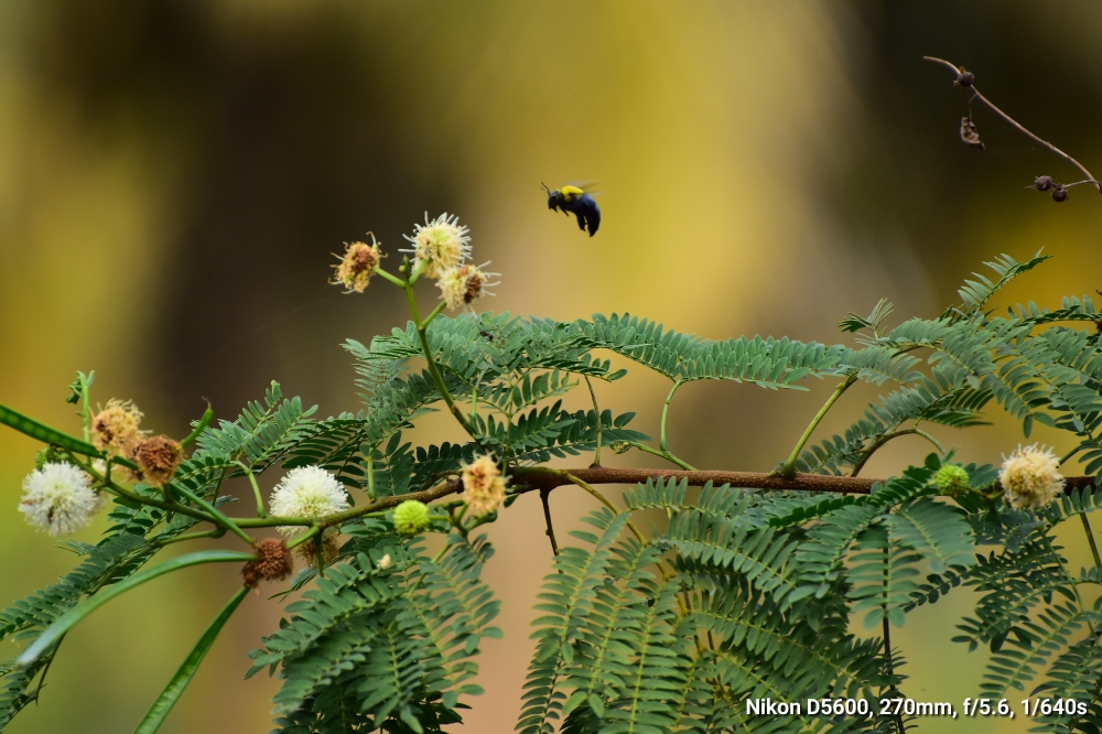 Now I realize the real beauty of insects, Vishnudas 9847764123