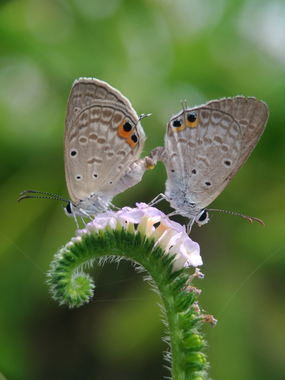 Mating, #flower#natural #beautiful #mobile_photography, 
