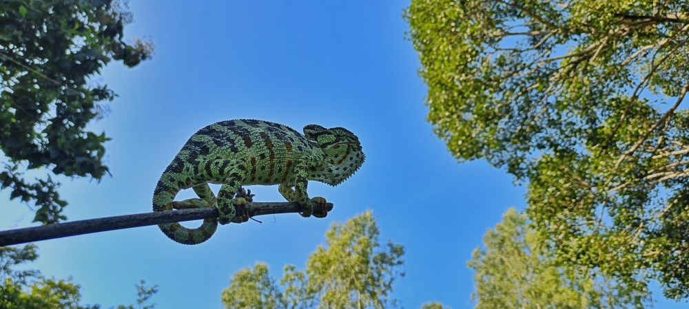 Chameleon , chameleon wildlife HD wallpaper background picture wild animals Nature Photography, 