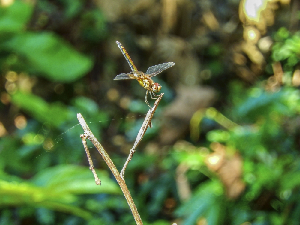 Dragon fly, fly, dragonfly