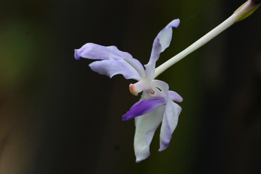 Blue vanda, Orchids,flower,autumn flower