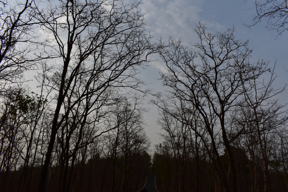 Beautiful Road , road, beautiful, nature, scenic, Natural beauty, trees,maharashtra,murbad,village road,