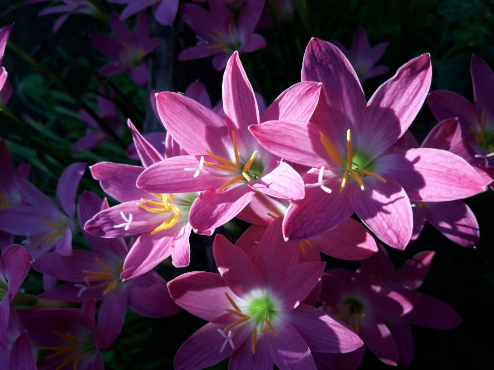FLOWERS, Pink is my favourite colour 