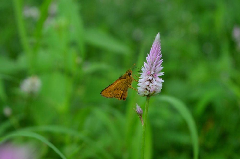 butterfly 6, #wildlife #animal #butterfly #forest 