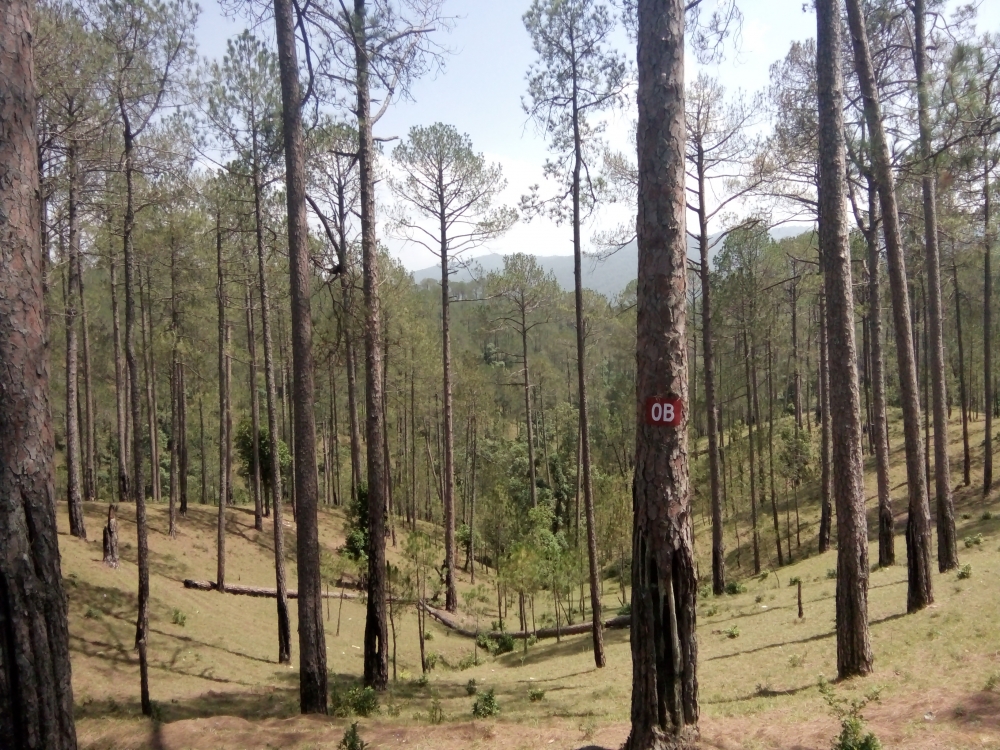Forest, forest 