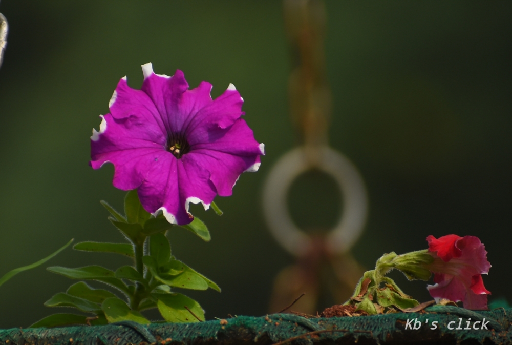 Flower photography, #flower #rose #natural #beautiful #water_drop  #mobile_photography, 