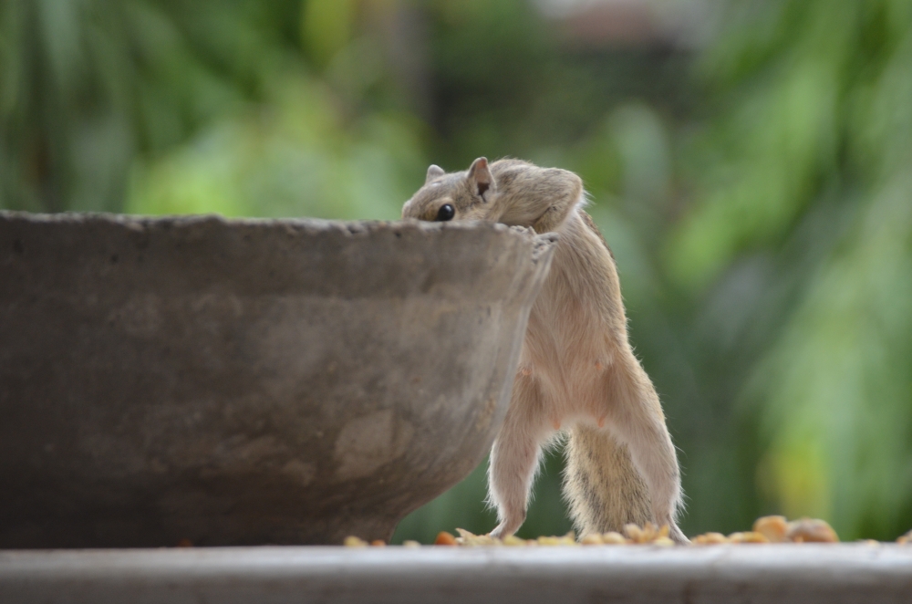 squirrel, Squirrel, #squirrel #animal #eat #food #tree #animal #mumbai #maharashtra, Photography, Drinking water, Lovely, Lovely background, Lovely relation/Kalyan, Animal, trending, trending pgclick ., trendingphotos, #pgclick, Pgclick, Photographer, photographers, India, Agra, morning, Nature,