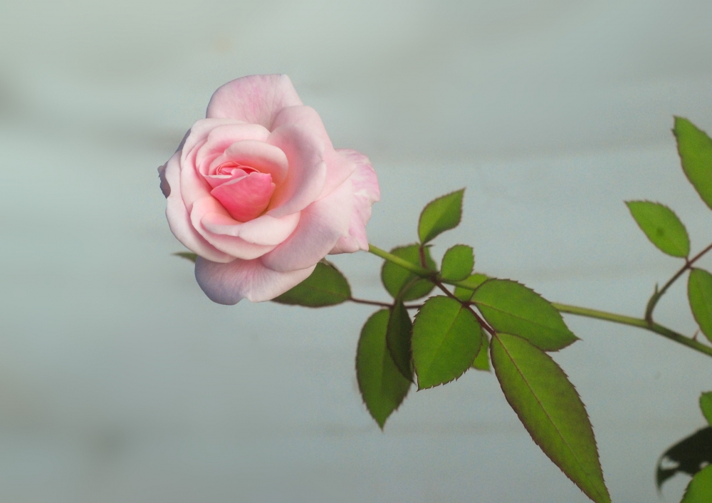 rose flower, rose flower,flower,flowers,rose,garden,