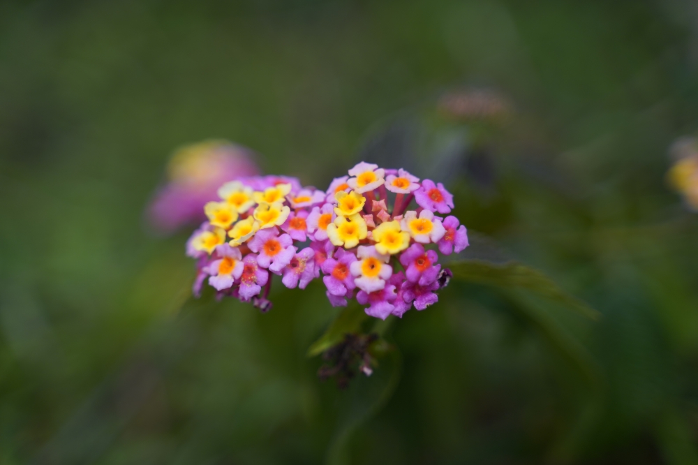 Purple Flower, #Nature #background #wallpaper #hdclicks #fullHD @mohan, 