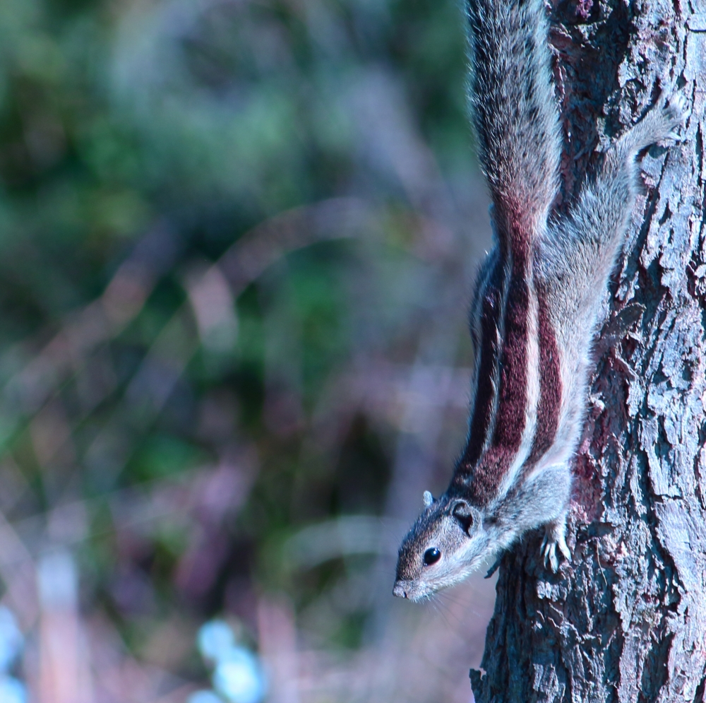 Squirrel, Squirrel,SMALL,WILD,ANIMAL,TREE,