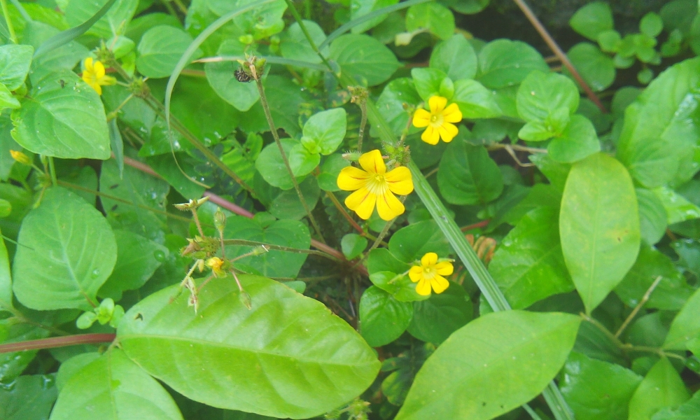 flower flower, flower,yellow,green,plant,grass