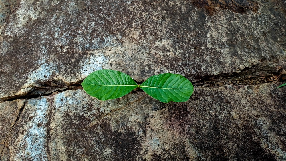Golden Gardenia Plant , #nature #photography #love #instagood #photooftheday #travel #sky #beautiful #art #naturephotography #like #landscape #sunset #photo #picoftheday #instagram #sun #beach #life #winter #sea #fun #cute #clouds #happy #naturelovers #summer #bhfyp, plants, morningrays nature forest jungle munnabaghelphotography kvnp nationalpark bastar kangervalleynationalpark jagdalpur explore landscape gochhatishgarh bastarpicture photooftheday tree green wild Hill, summer tirathgarh waterfall waterfalls indianwaterfall  nationalpark kangervalleynationalpark Raipur CG forest HD wallpaper view kangervalley tirathgarh waterfall waterfalls jungle Bastar Chhattisgarh photosoftheday photo gallery wallpaper view kangervalley instapicture instagood viralpic, 