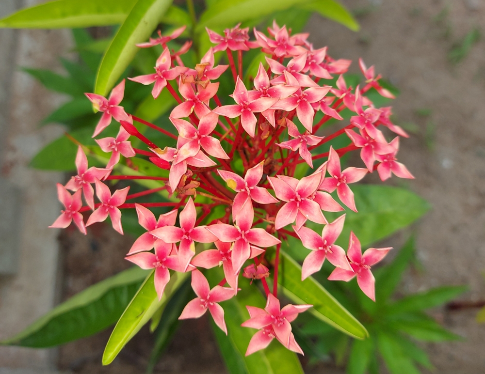 Flower images , Flower,Ixora coccinea,West Indian Jasmine