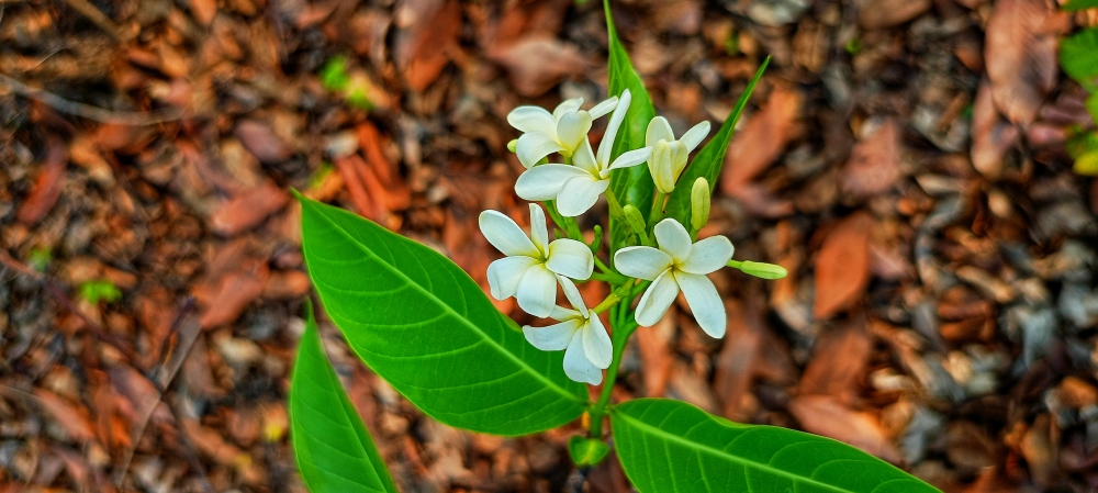 Wild flower 3 , nature landscape background sunrays hdclicks nikongair lake reflection photos Bastar chhatishgarh sky clouds photooftheday naturephotography, wildlife HD wallpaper background picture wild animals Nature Photography tree spoteddave indianbird bastar munnabaghelphotography potooftheday Dave nationalpark kvnp forest jungle kangervalleynationalpark jagdalpur awesome birdphotography photosofbird nature gochhatishgarh chhatishgarh photo, summer tirathgarh waterfall waterfalls indianwaterfall  nationalpark kangervalleynationalpark Raipur CG forest HD wallpaper view kangervalley tirathgarh waterfall waterfalls jungle Bastar Chhattisgarh photosoftheday photo gallery wallpaper view kangervalley instapicture instagood viralpic, #nature #photography #love #instagood #photooftheday #travel #sky #beautiful #art #naturephotography #like #landscape #sunset #photo #picoftheday #instagram #sun #beach #life #winter #sea #fun #cute #clouds #happy #naturelovers #summer #bhfyp, 