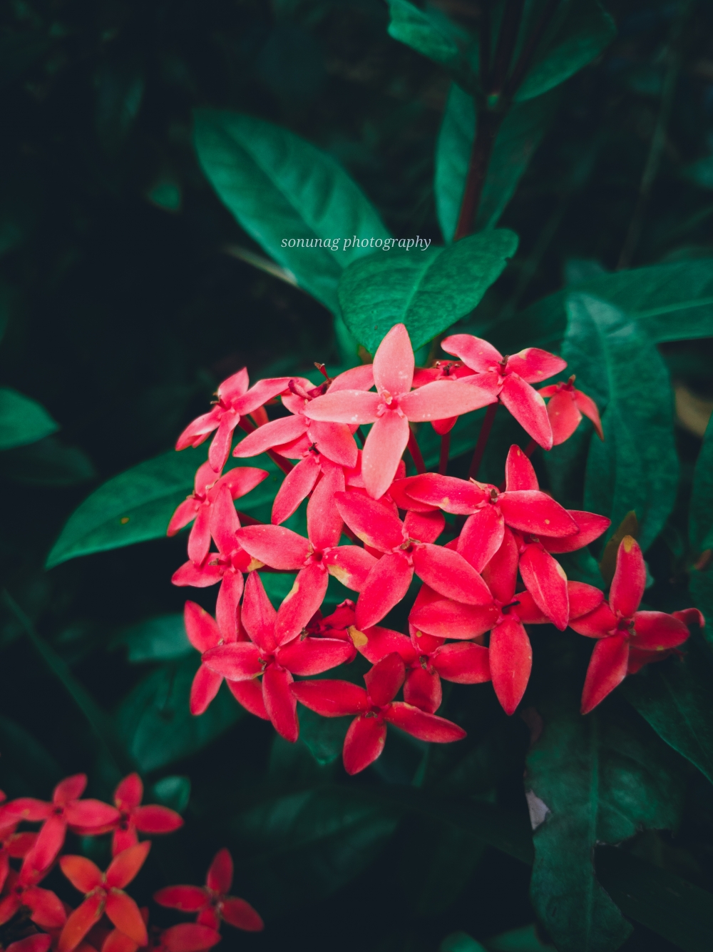 Chinese ixora, Beautiful flowers 🌹