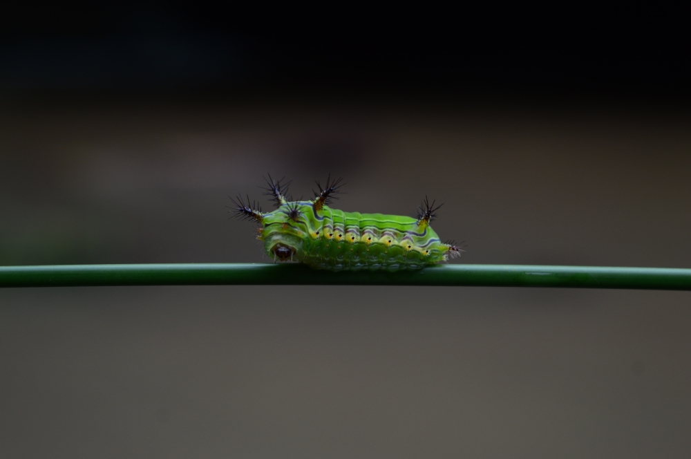 Caterpillar ,  #wildlife, 