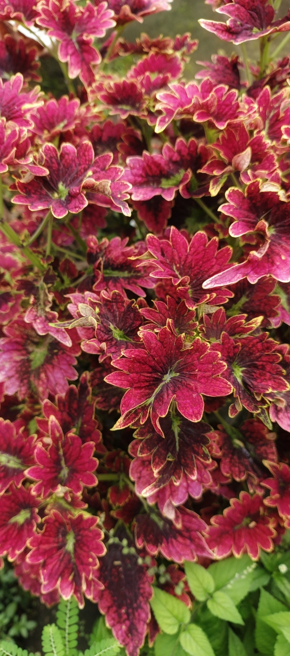 Red Leaves, Nature, red, leaves, garden, vas, beautifull, 