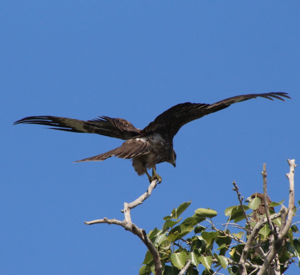 Black Kite, Wild lufe