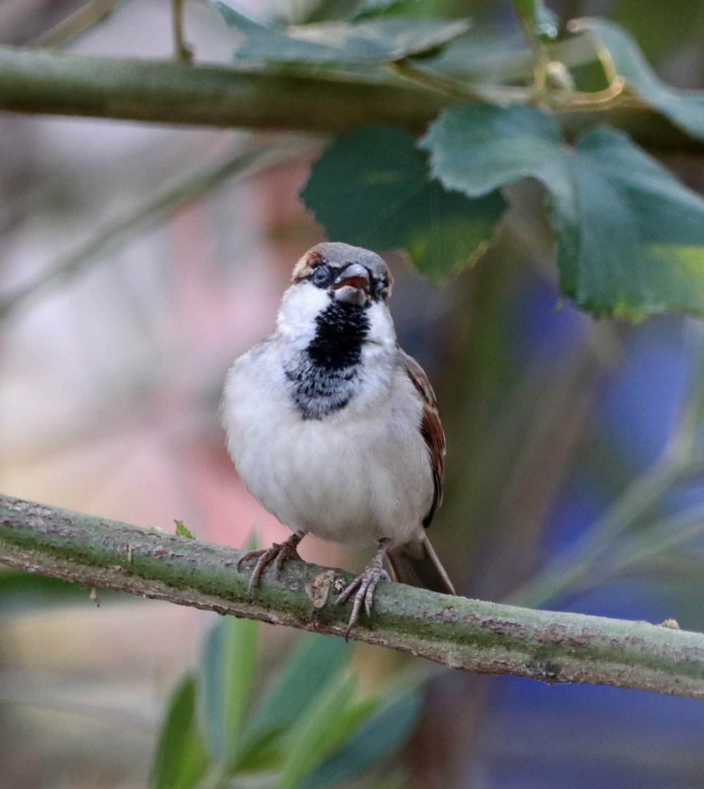 House Sparrow, nature, wildlife, birding, beautiful