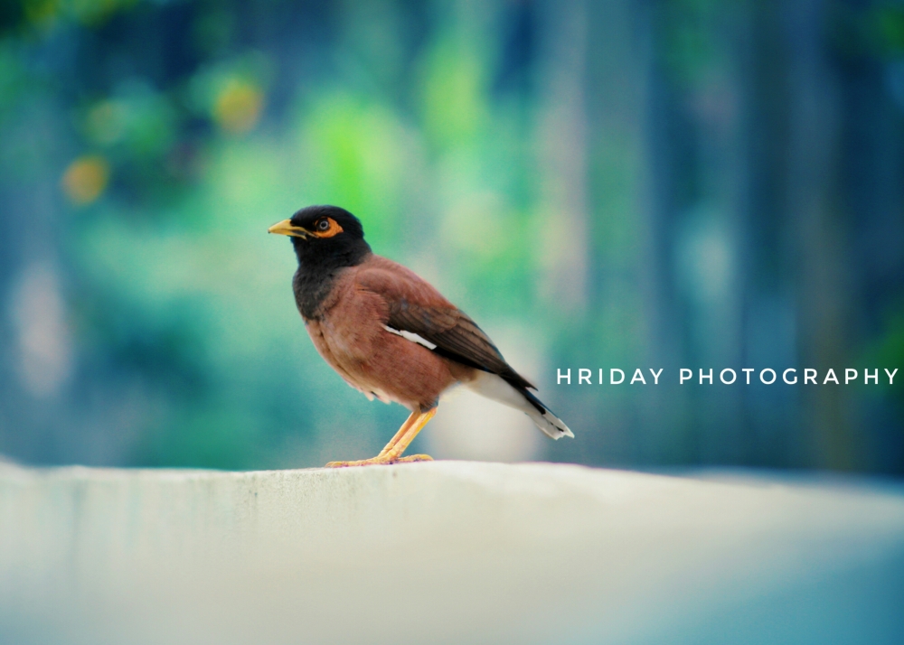 Birds, *Birds*Nature