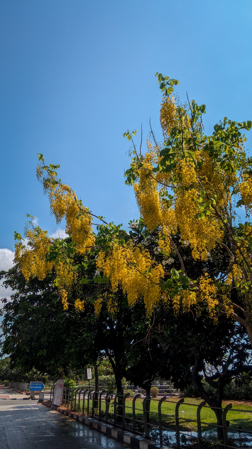 Cassia fistula, also known as golden shower, #Nature #background #wallpaper #hdclicks #fullHD @sundar, #nature #photography #love #instagood #photooftheday #travel #sky #beautiful #art #naturephotography #like #landscape #sunset #photo #picoftheday #instagram #sun #beach #life #winter #sea #fun #cute #clouds #happy #naturelovers #summer #bhfyp, #Nature #background #wallpaper #hdclicks #fullHD#fksayyad @f.k.sayyad, 