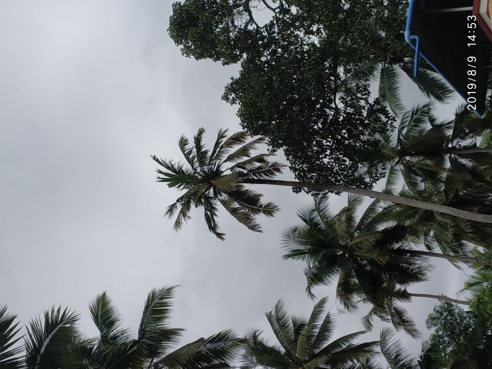 Coconut Try, Trees, coconut tree
