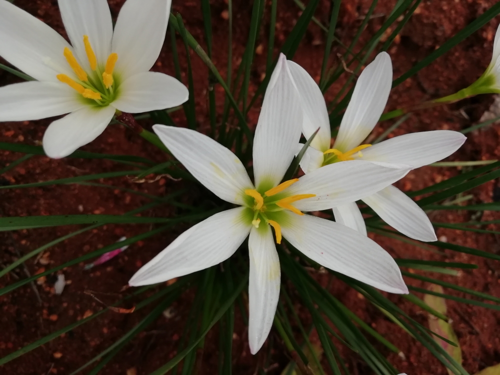 Flowers, Three some beautiful