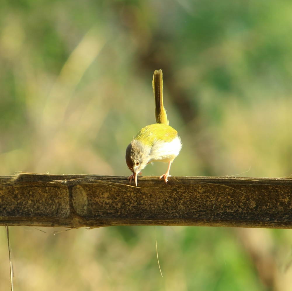 small sparrow, small, bird, sparrow, wild, #nature #photography #love #instagood #photooftheday #travel #sky #beautiful #art #naturephotography #like #landscape #sunset #photo #picoftheday #instagram #sun #beach #life #winter #sea #fun #cute #clouds #happy #naturelovers #summer #bhfyp, 