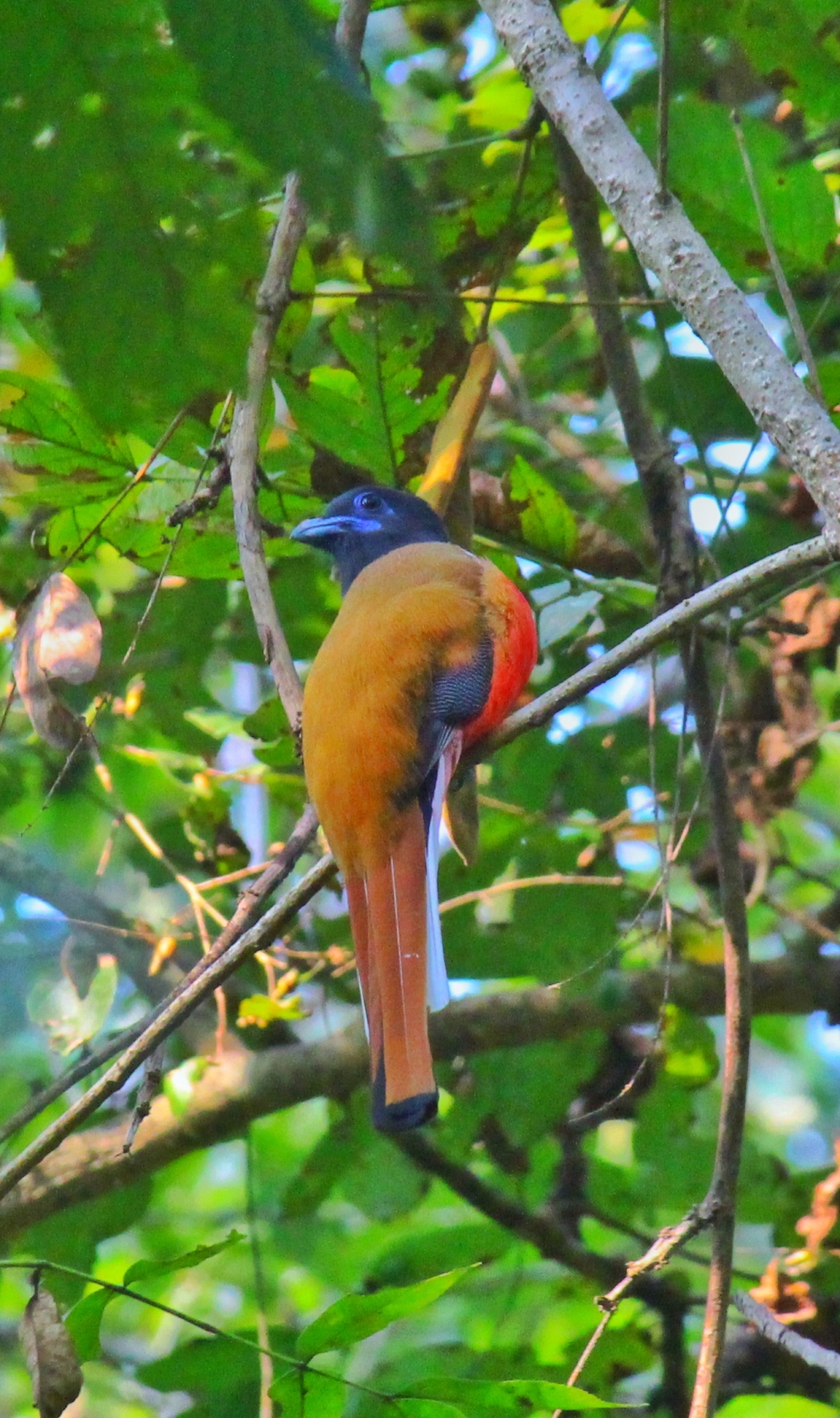 मालाबार ट्रोगोन (वैज्ञानिक नाम:  हार्पैक्टेस फासिआटस ) ट्रोगोनिडे परिवार से संबंधित है। मालाबार ट्रोगोन एक मध्यम आकार का चमकीले रंग का पक्षी है। यह लैंगिक रूप से द्विरूपी पक्षी है अर्थात नर और मादा एक जैसे नहीं दिखते। इसकी लंबाई लगभग 30 सेमी और वजन 60 से 65 ग्राम होता है।, #nature #photography #love #instagood #photooftheday #travel #sky #beautiful #art #naturephotography #like #landscape #sunset #photo #picoftheday #instagram #sun #beach #life #winter #sea #fun #cute #clouds #happy #naturelovers #summer bastar, jagdalpur, Wild, CG, Forest, Hills, Wildlife, bastar, jagdalpur, Chhattisgarh, India, Raipur, caves, Cave, kotamsarCave, national Park kangervalleynationalpark, kanger valley, Malabartrogon, Bird, Bird in Chhattisgarh, Bird in India, Bird photography 