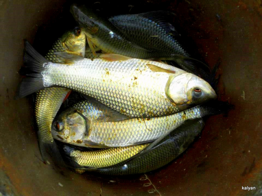 fish, kalyan