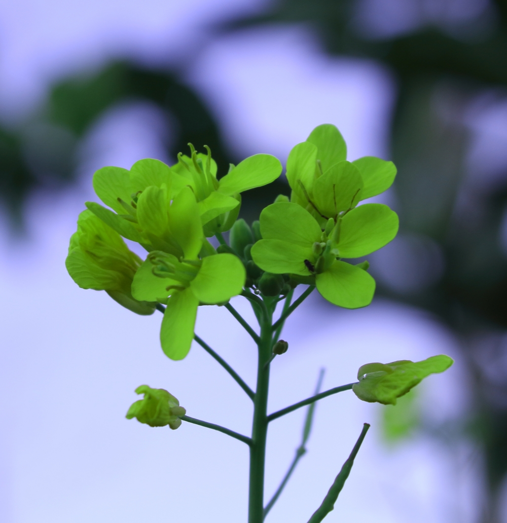 mustard flower, mustard,flower,yellow beautiful