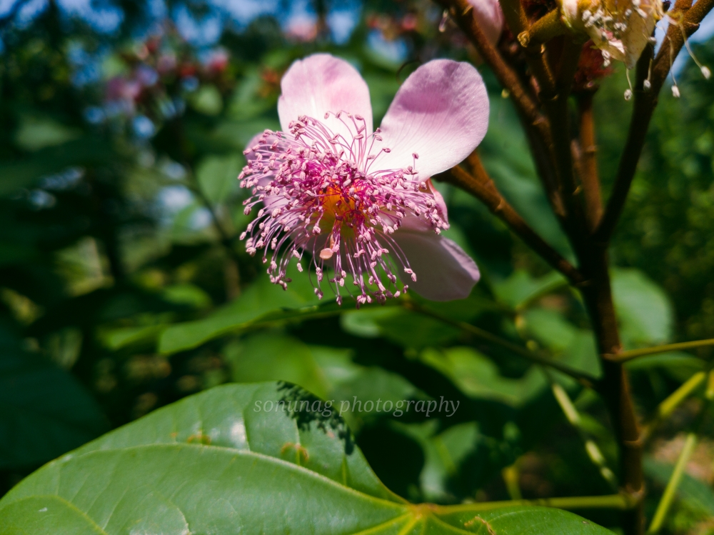 Bixa orellana, #flower #bixa orellana #natural #beautiful #water_drop  #mobile_photography, 